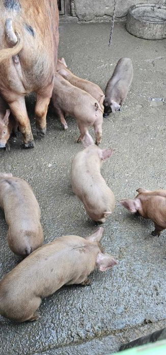 Продавам прасенца Дюрек