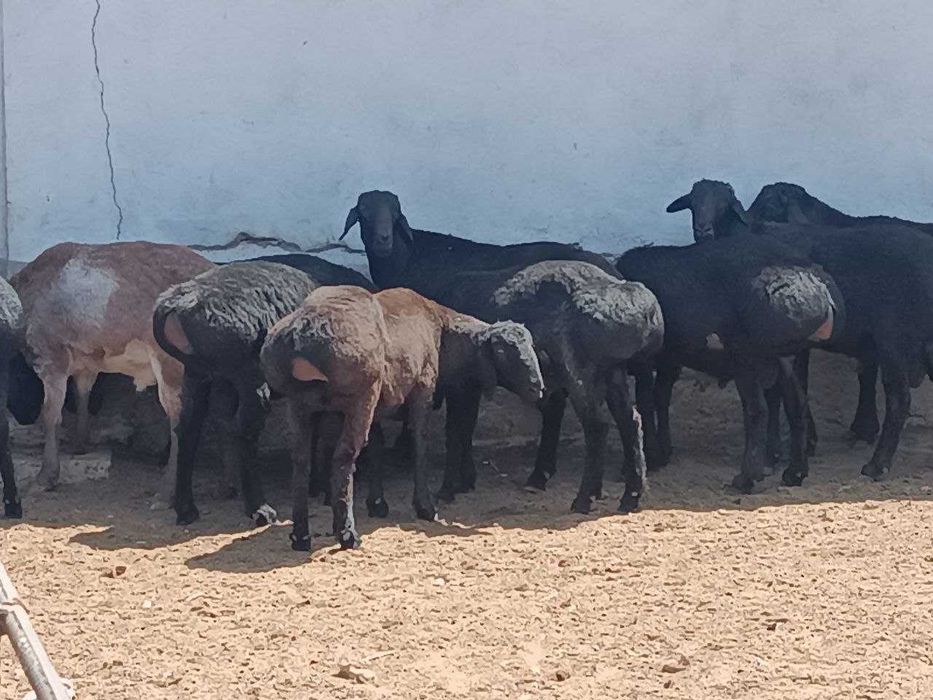 Майда шохли қўй моллари