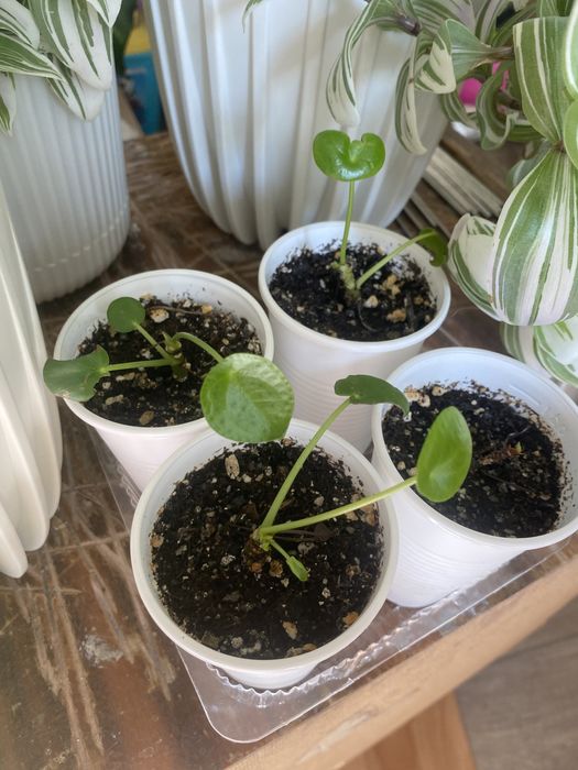 Детки отростки пилеи пилея