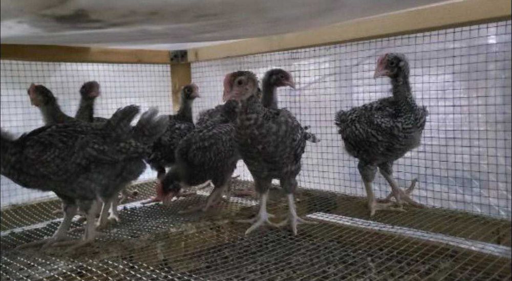 Амрокс жужалари сотилади 1 ойлик