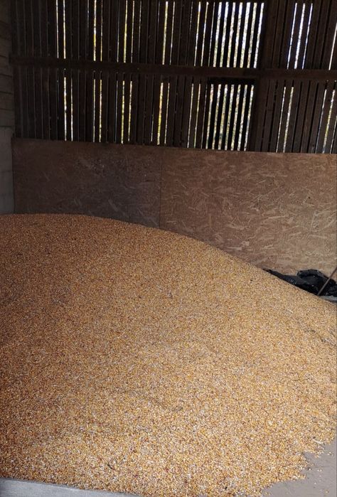 De vanzare porumb boabe