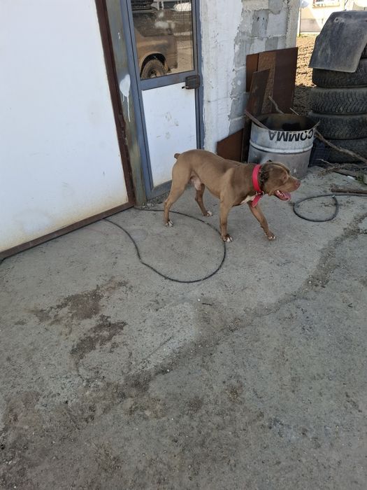 Стафорчески  териер