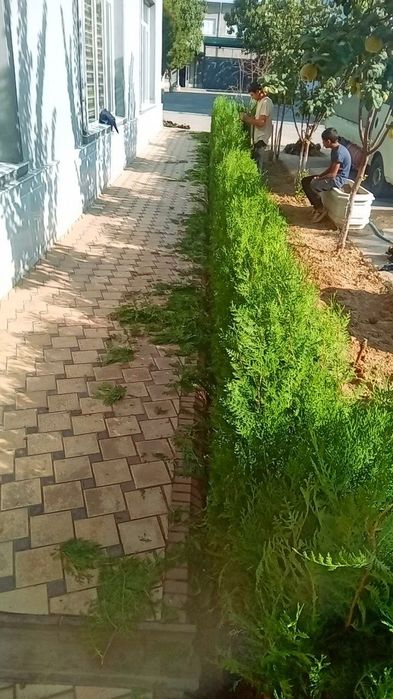 Арчалар ва декоративный кучатлар.