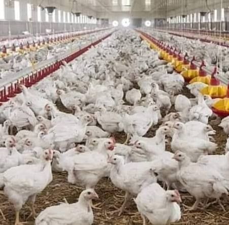 Pui Alb de carne Pui rasă mixtă Roșu Kabir și Porumbac