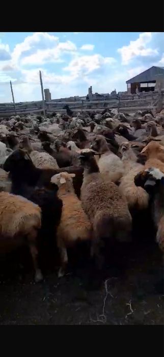 Продам токтушки оптом все сразу