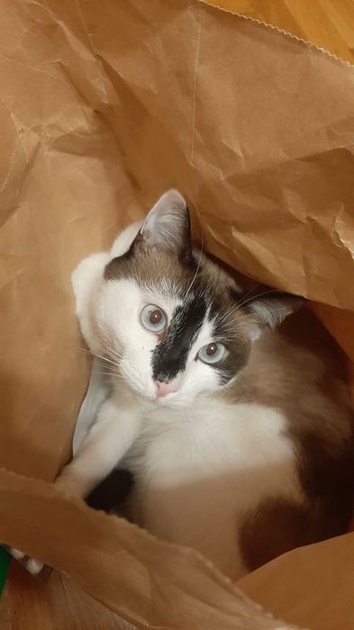 Отдаём кота в добрые руки