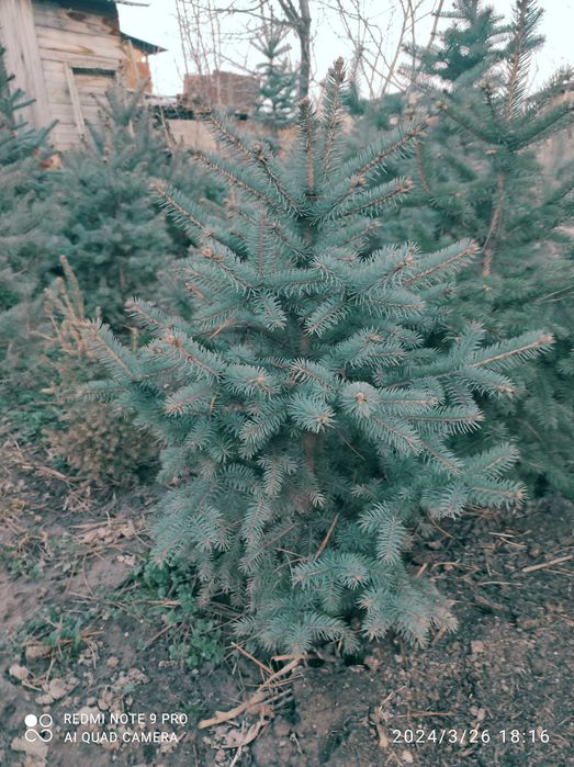 Продам саженцы плодовых деревьев