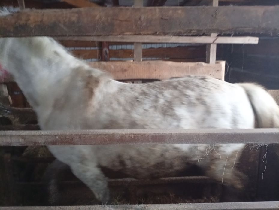 бие жетi жасар буаз сатамын