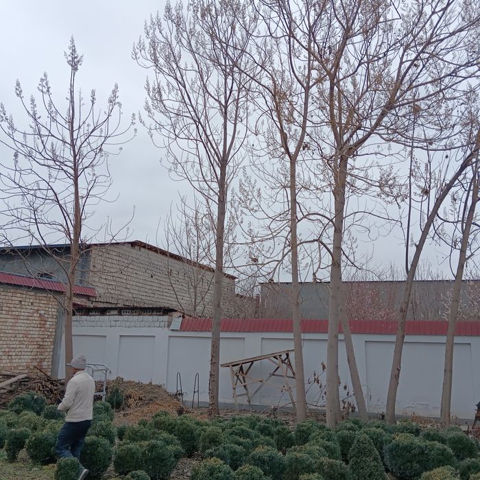 Tekin 6 yillik povlovniya kesib olib ketish sharti bilan