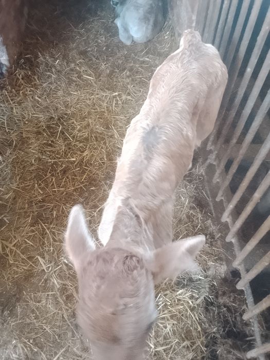 De vânzare două vitele de carne