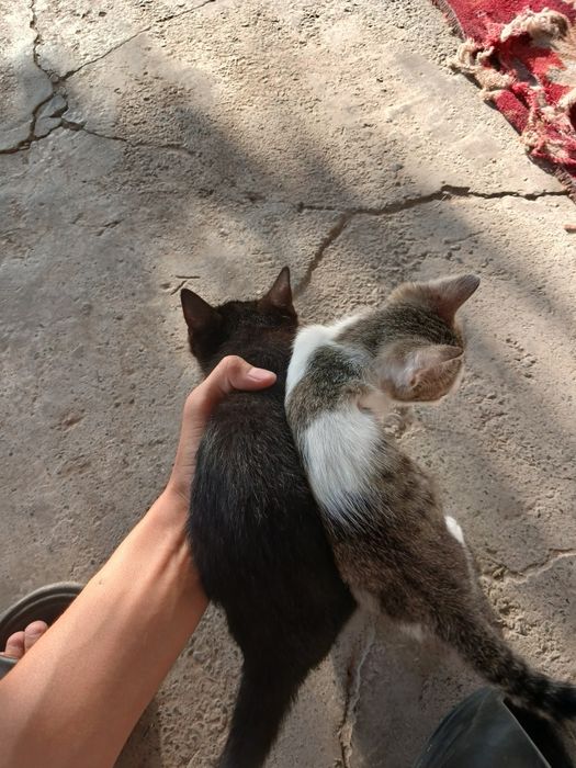 Котята даем бесплатно