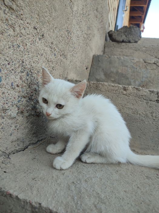 Кошка девочка белая