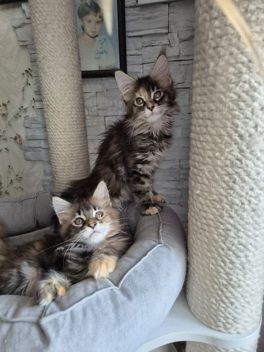 Мейнкун котята чистопородистые