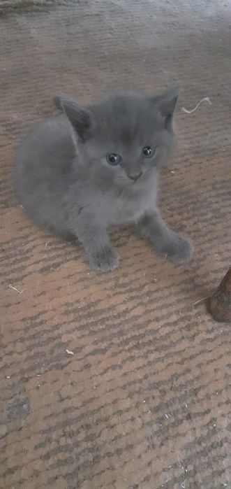 Котенок в подарок
