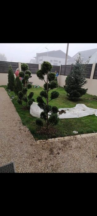 Gazon rulou sport