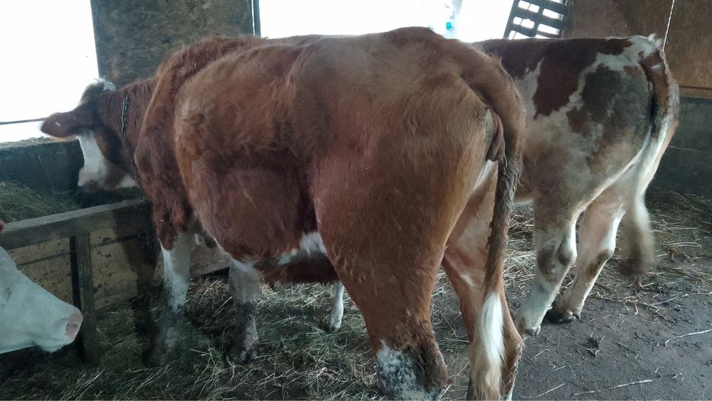 Vand jurinca de 2.5 ani cu o vitica