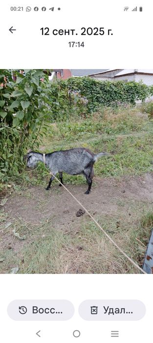 Сегіз  ай болған екі  ешкі анасымен.