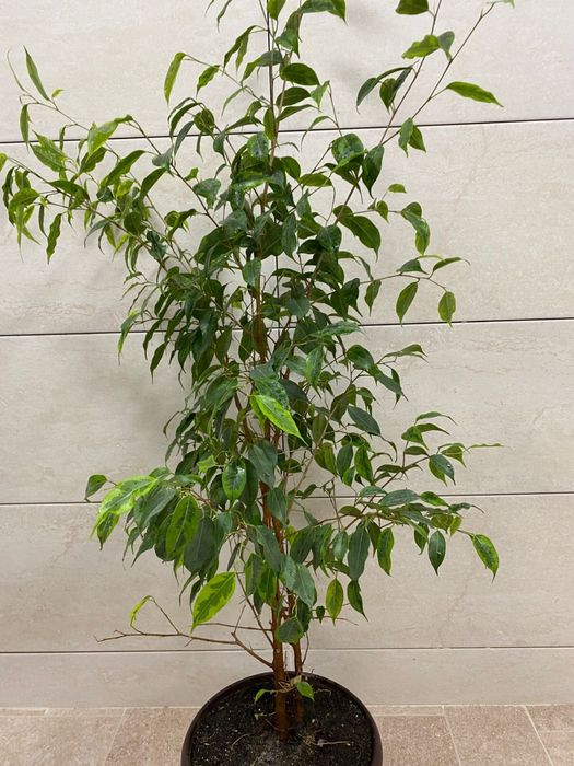 Продам фикус 110 см