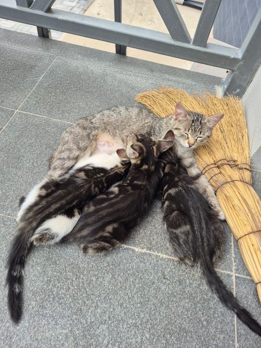 Отдам котят в хорошие руки