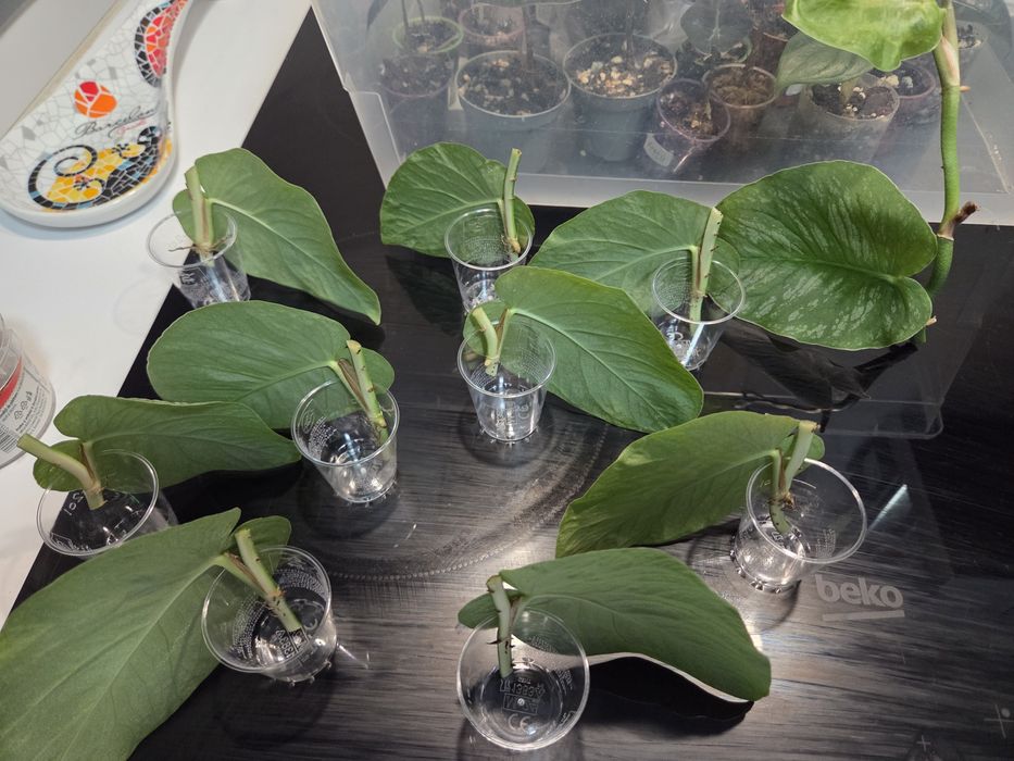 Monstera Dubia, siltepecana Alocasia