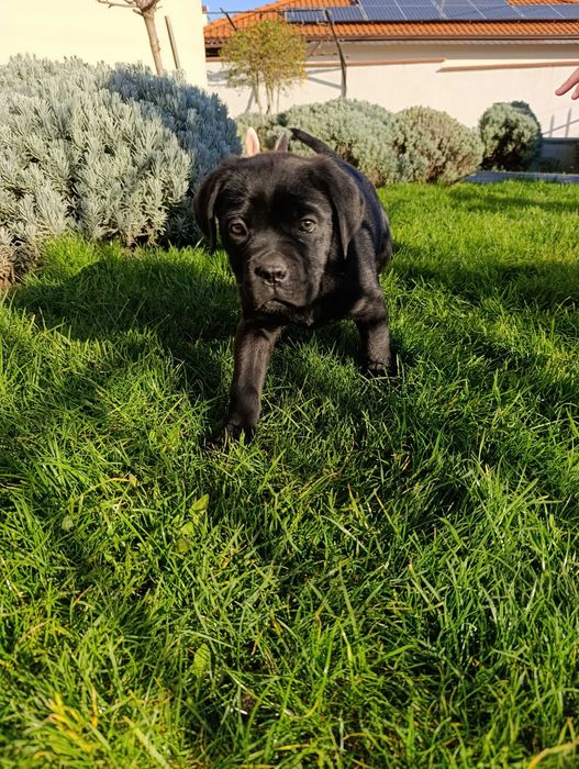 Кане Корсо кученца