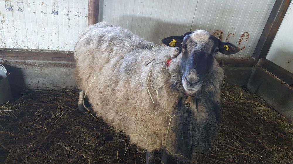 Berbec ROMANOV cu certificat