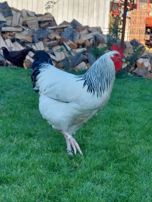 Pui Brahma,  Australorp