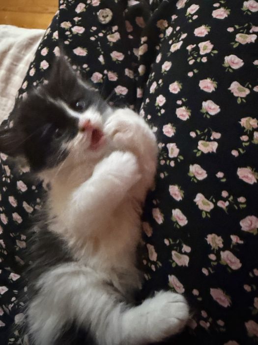 Отдам котенка