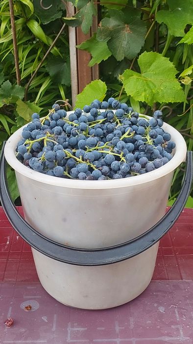 Продам Виноград сорт Изабелла