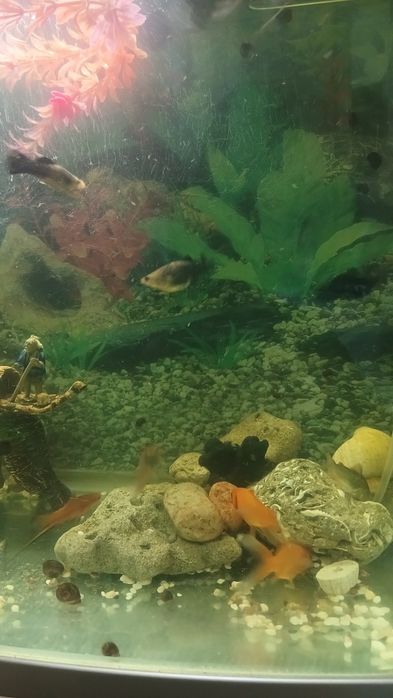 Заводская аквариум 60литр