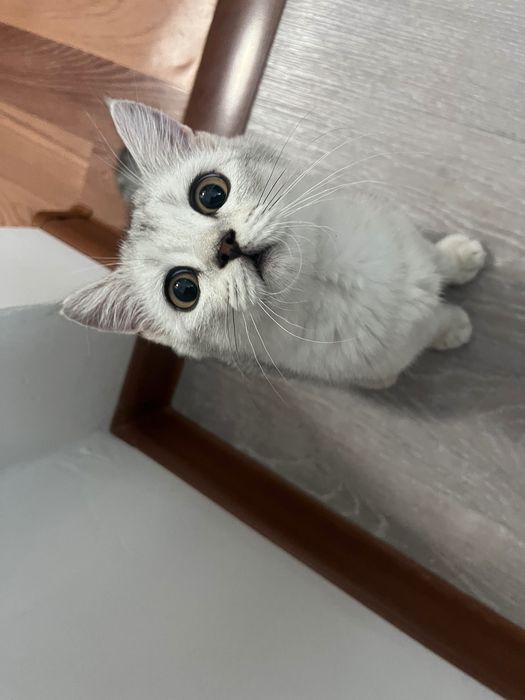 Отдам котенка в добрые руки