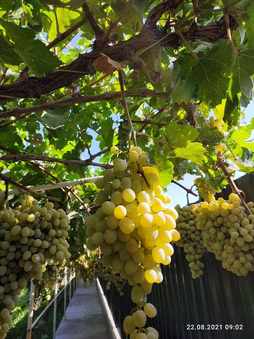 Участок в городе Навои