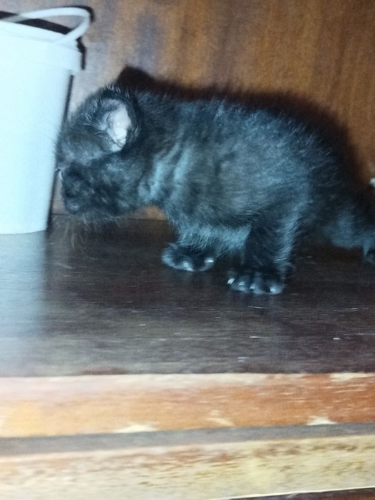 Siam skotc folt bolalari