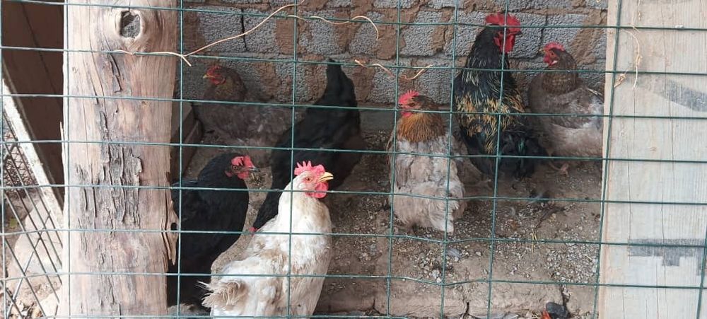 Tovuq Товуклар бор 120 дан бервораман