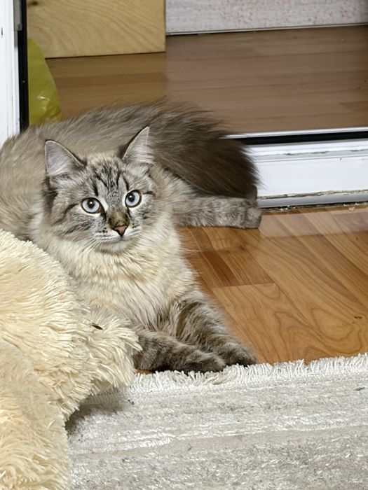 Кошка в хорошие руки