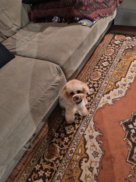 Продам собаку с документами