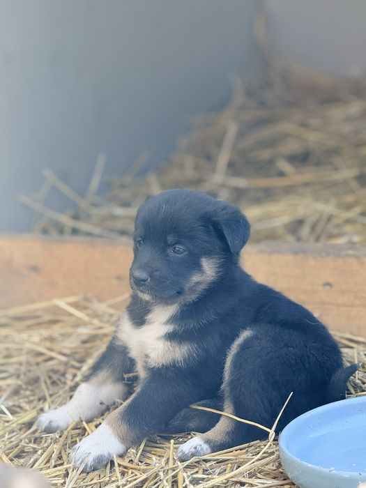 Отдам девочек в хорошие руки