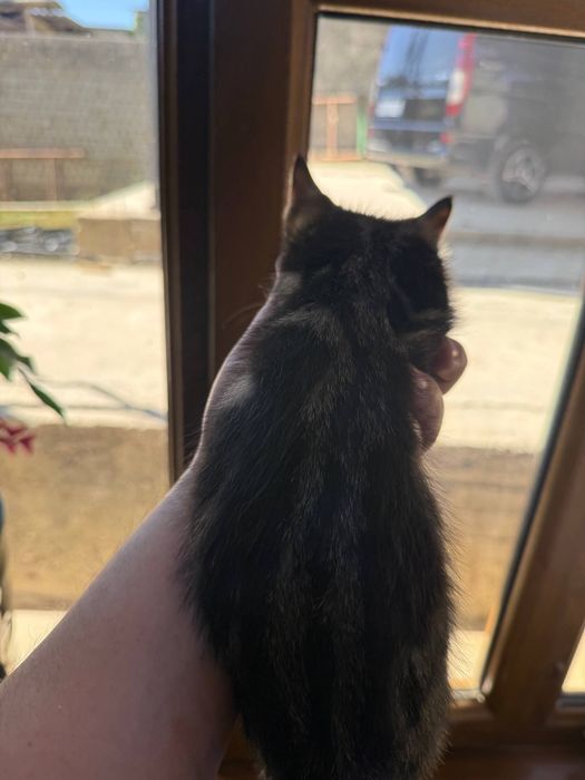 Отдам даром котенка в добрые руки