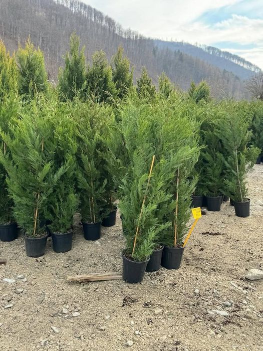 Lilandi chiparos leylandii