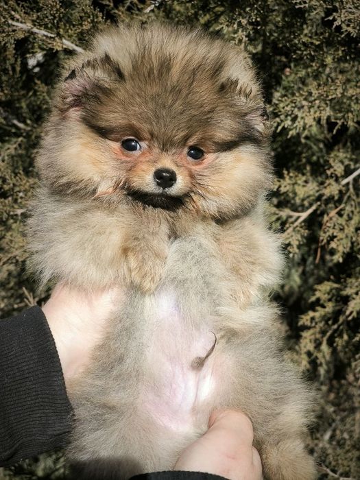 Щеннки Померанский шпиц