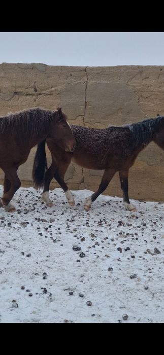 Продам жеребцов количество 8 голов