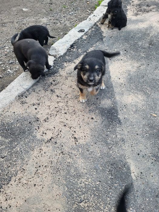 Отдам в дар щенков