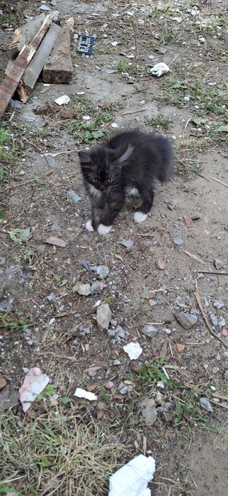 Котята ищут дом и любящее сердце