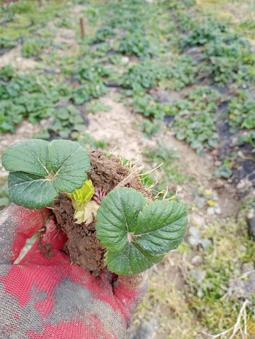 Vînd puiet de căpșuni