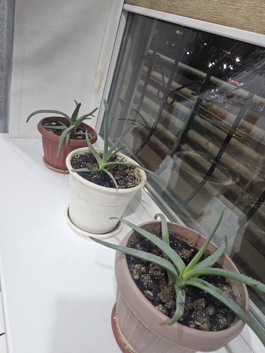 Продам цветок алоэ