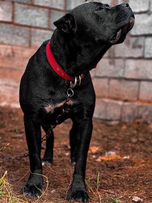 Канне корсо Black