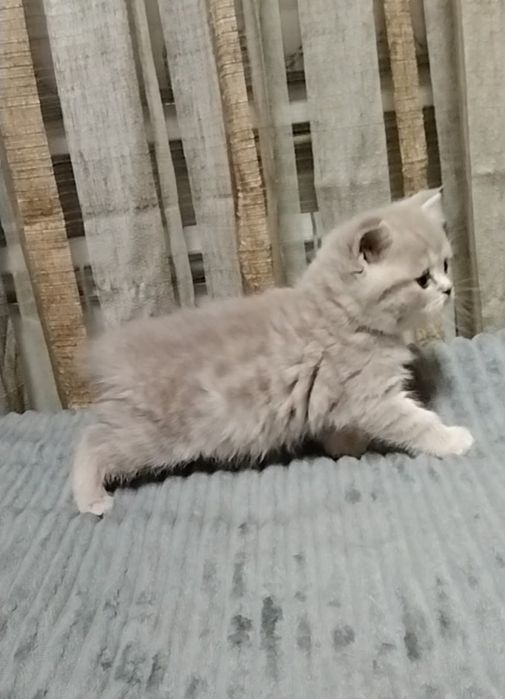 Девочка. Скоттиш страйт.