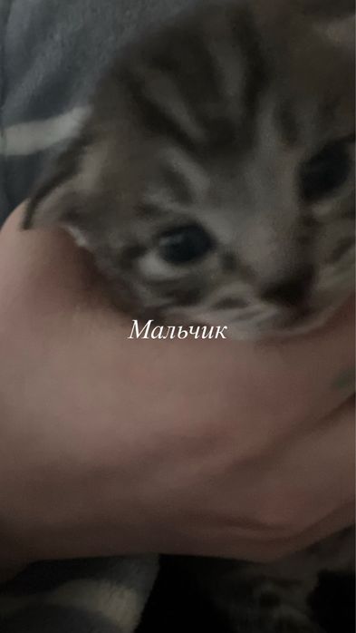 Отдам котят: девочки и мальчики
