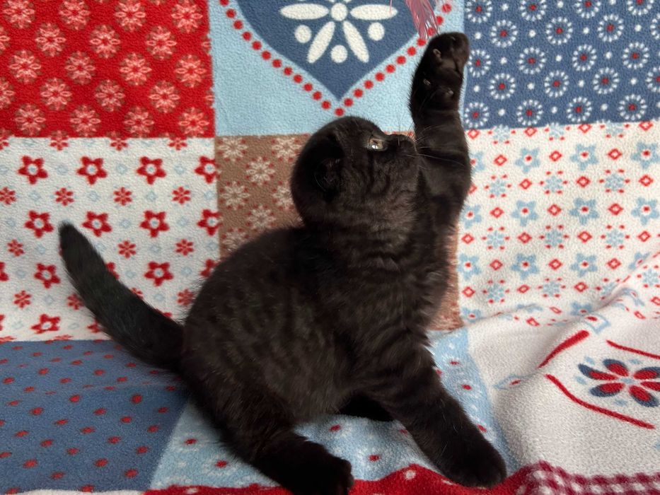 Pisicuță adorabilă Scottish Fold - rasa pură, cu Pedigree