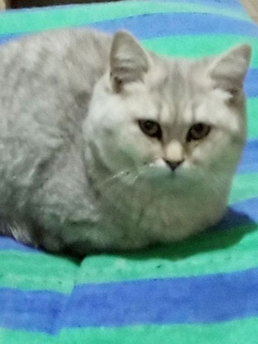 Майса мушук 6 ойли